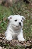 WESTIE 109